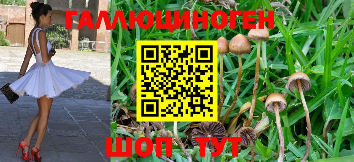 Псилоцибиновые грибы Psilocybe Карпинск